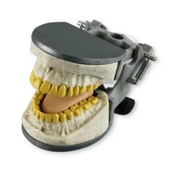 Adult X-Ray Dental Manikin