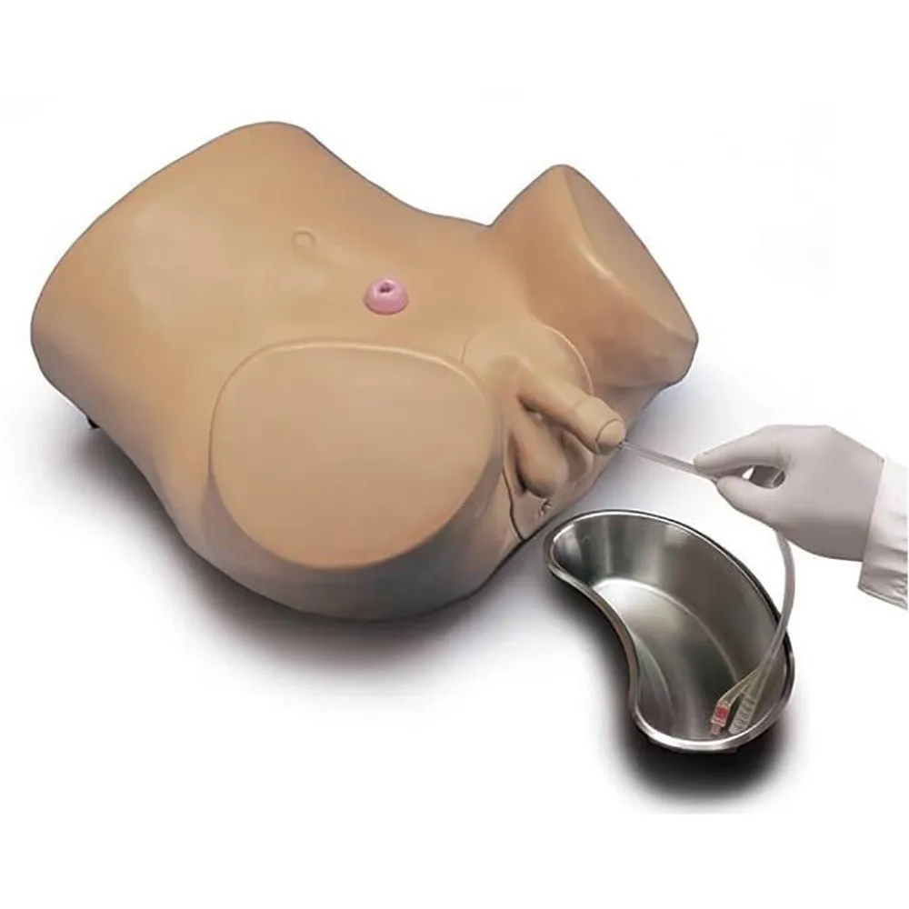 Advanced Patient Care Male and Female Catheterization Simulator, Medium