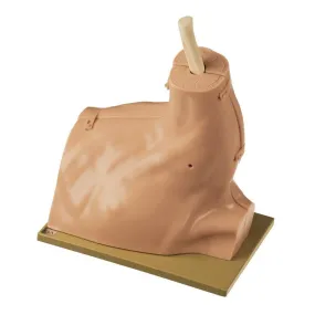 CLA Arthroscopy Model of Shoulder Joint