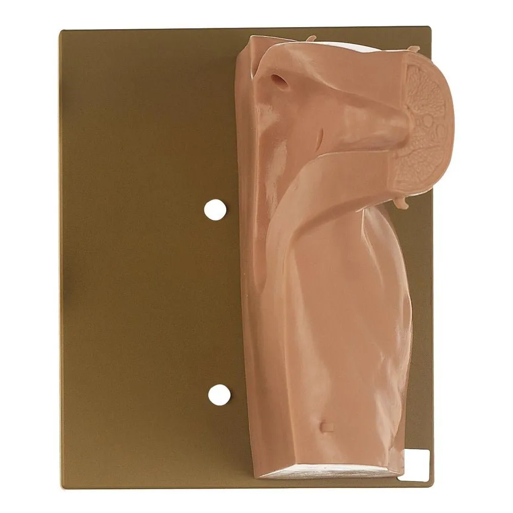 CLA Arthroscopy Model of Shoulder Joint