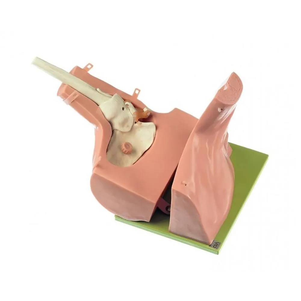 CLA Arthroscopy Model of Shoulder Joint
