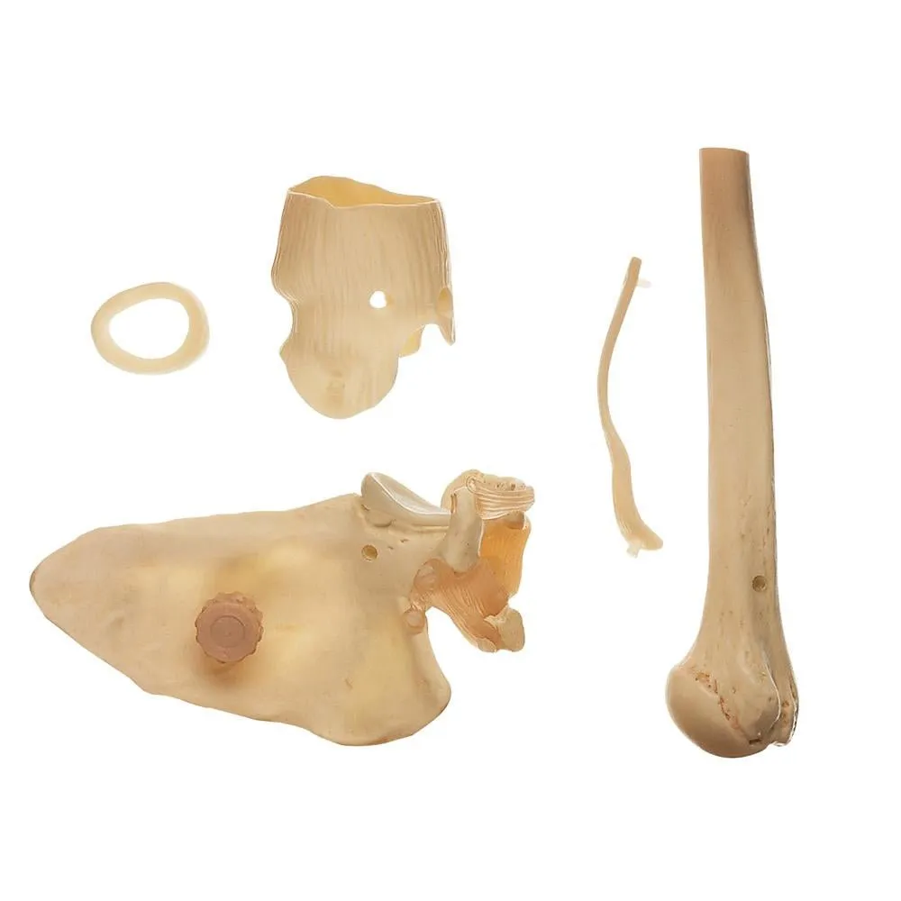 CLA Arthroscopy Model of Shoulder Joint
