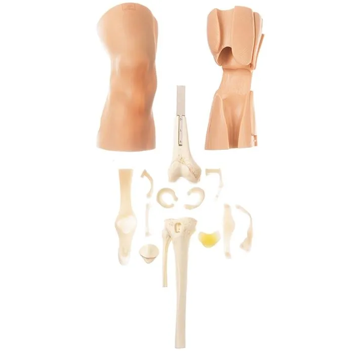 CLA Arthroscopy Model of the Knee-Joint