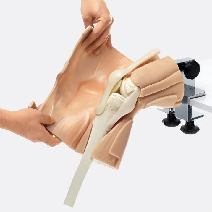 CLA Arthroscopy Model of the Knee-Joint