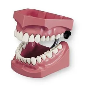 Enlarged Dentoform for Flossing and Brushing Training
