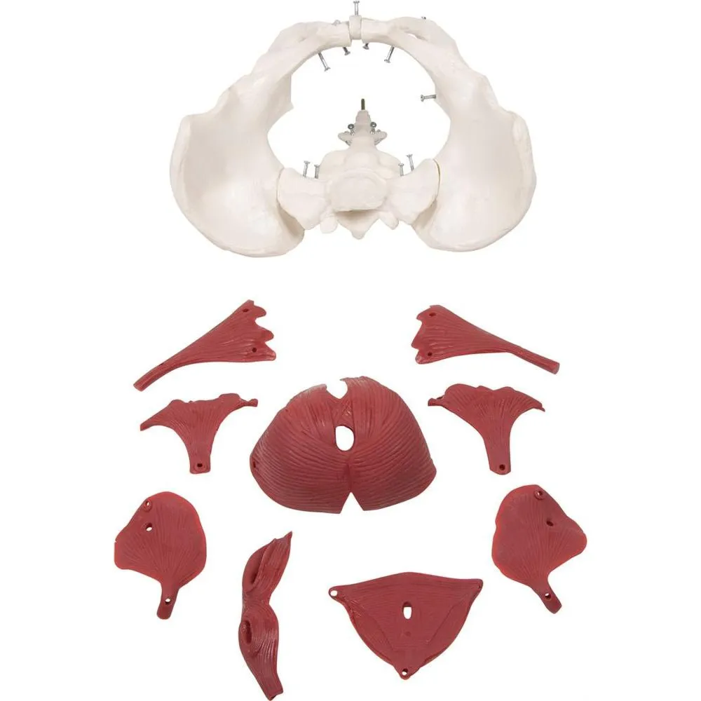 Female Pelvic Floor Muscles, 12 parts