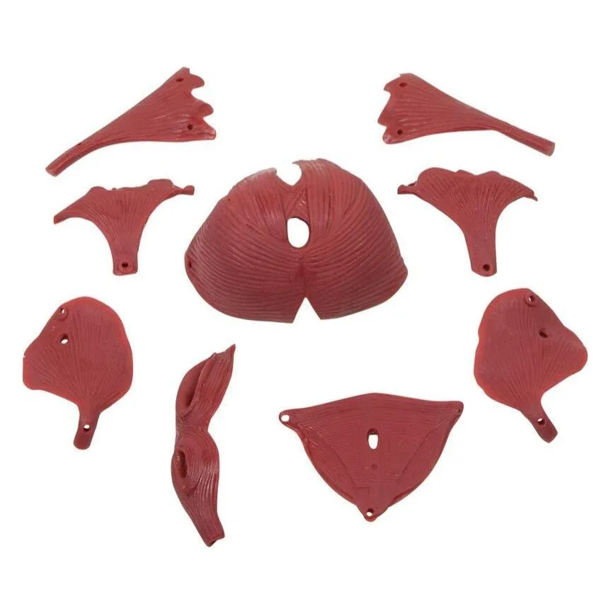 Female Pelvic Floor Muscles, 12 parts