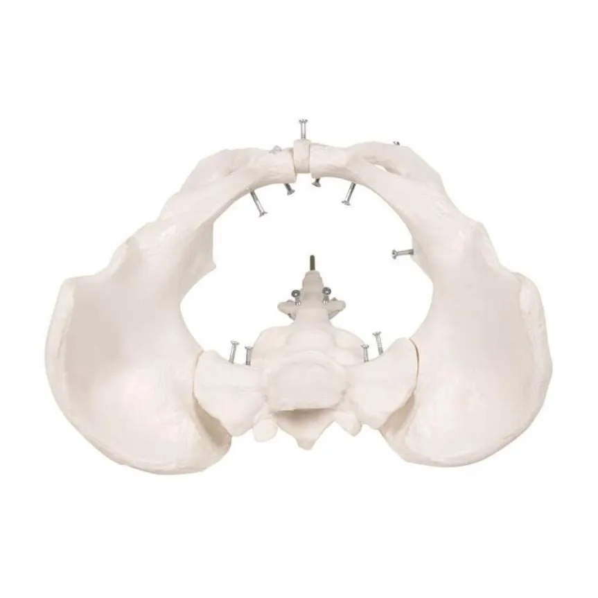 Female Pelvic Floor Muscles, 12 parts