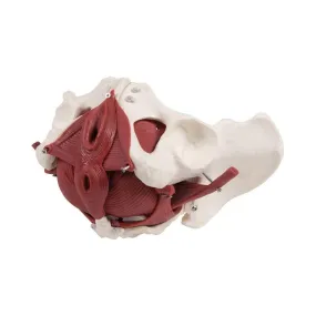 Female Pelvic Floor Muscles, 12 parts