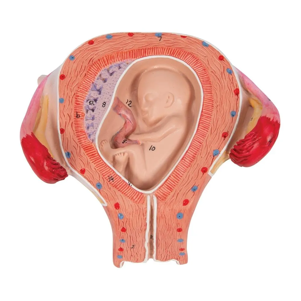 Fetus Model, 3 Month