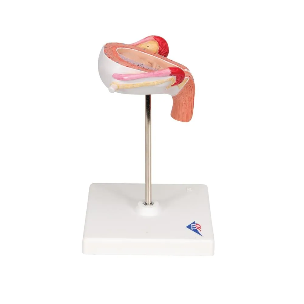 Fetus Model, 3 Month
