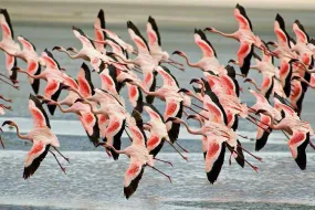 Flamingo Flight
