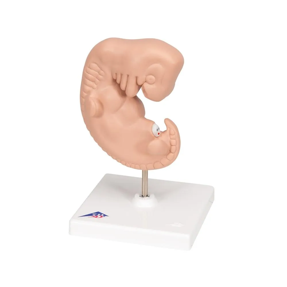 Giant 4 Weeks Old Embryo, 25x life-size