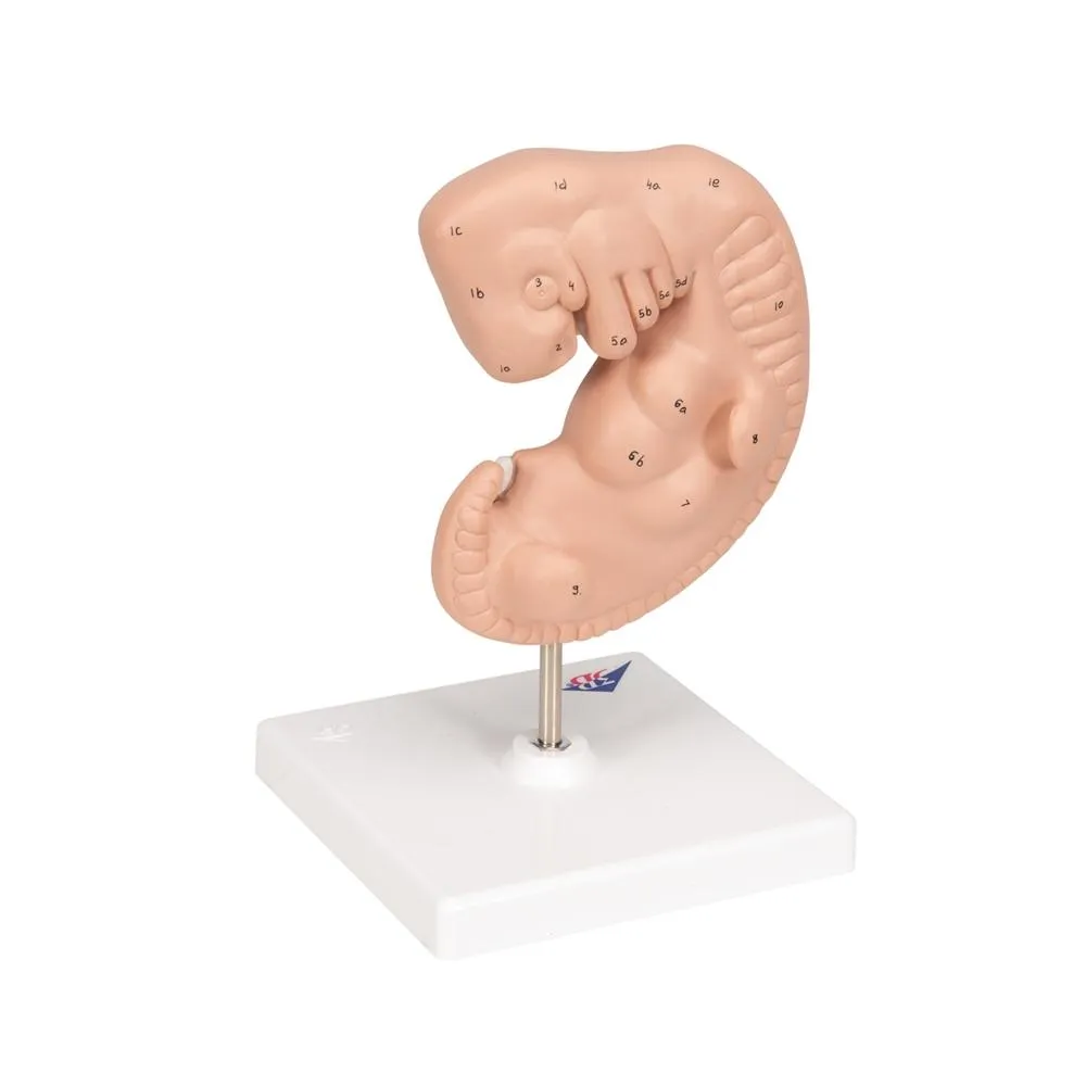 Giant 4 Weeks Old Embryo, 25x life-size
