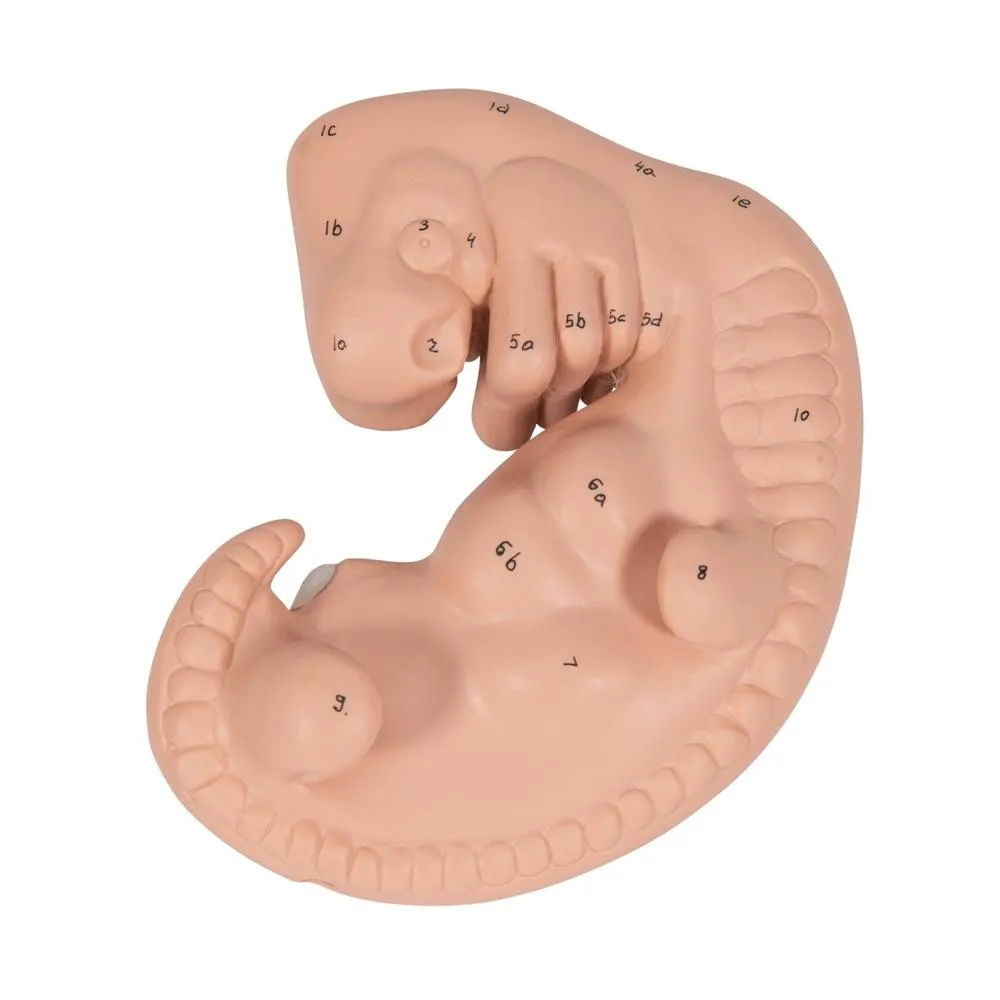 Giant 4 Weeks Old Embryo, 25x life-size
