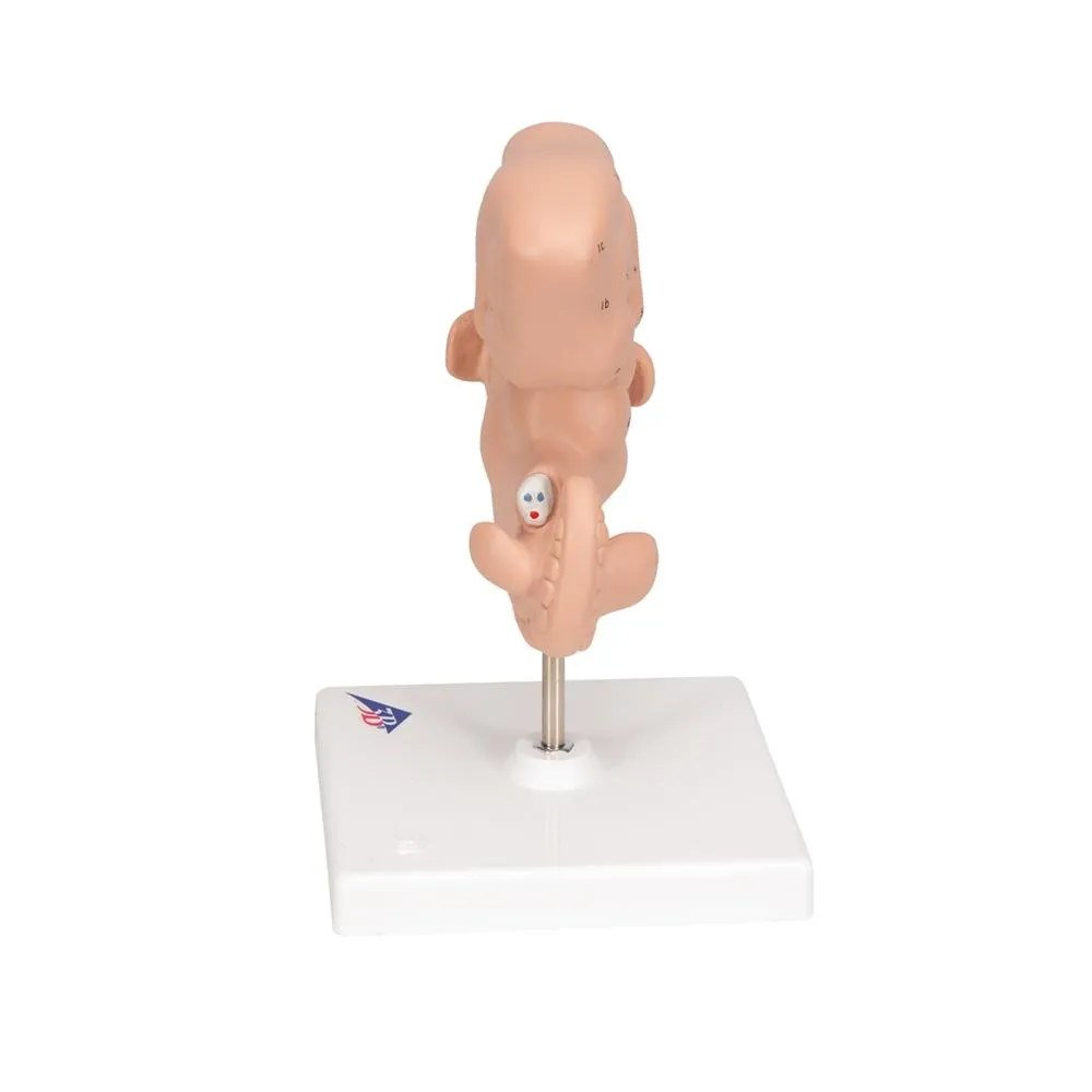 Giant 4 Weeks Old Embryo, 25x life-size