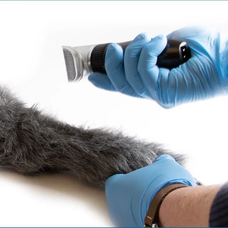 IV. Injection Leg Canine