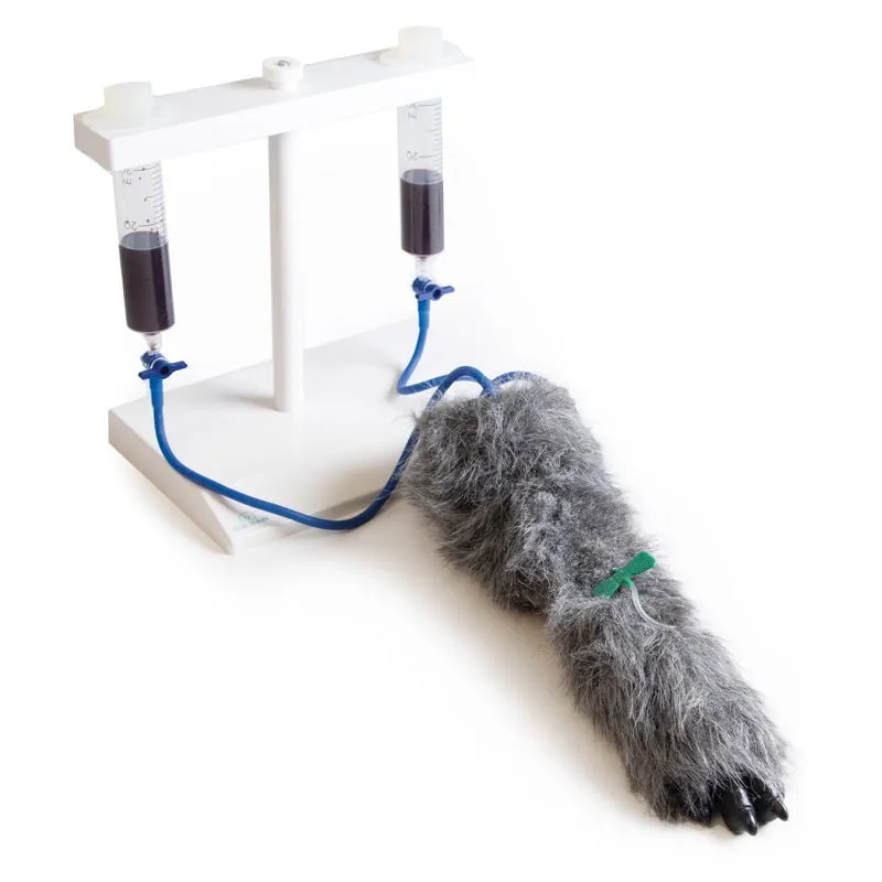 IV. Injection Leg Canine