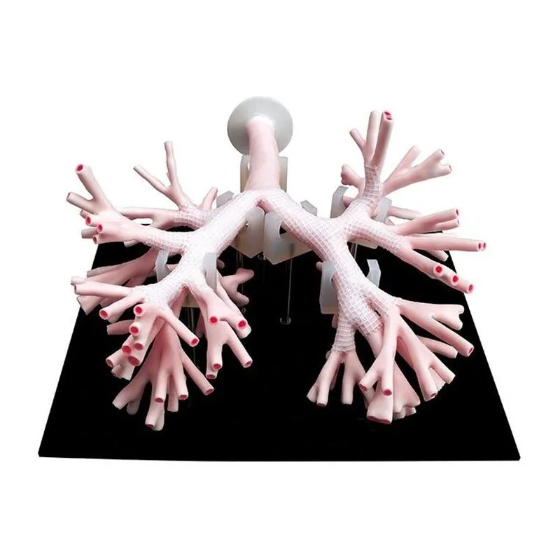 Koken Bronchoscopy Training Model
