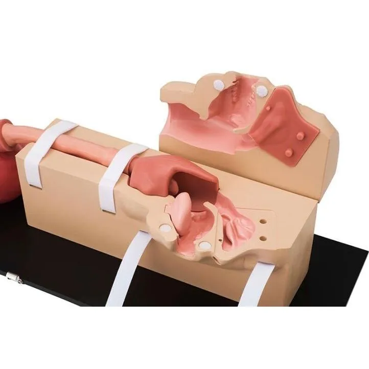Koken EGD (Esophago-Gastro-Duodenoscopy) Simulator