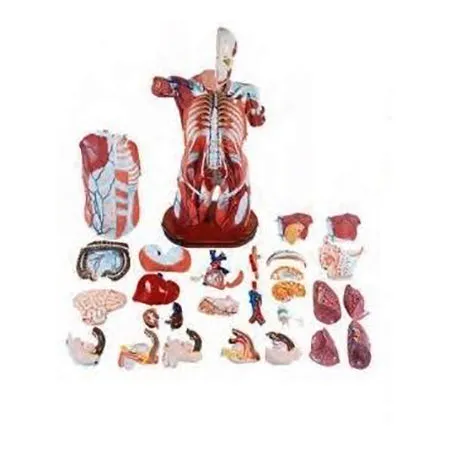 Kyoto Kagaku Human Torso Anatomy Model