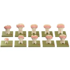Models of Sets of Cow's Teeth