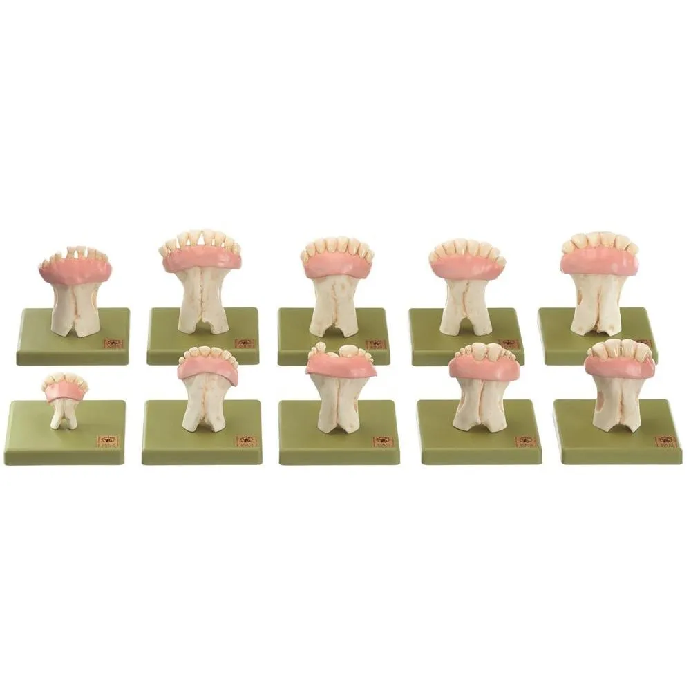 Models of Sets of Cow's Teeth