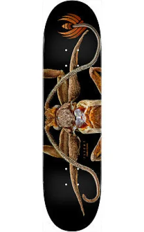 POWELL-PERALTA FLIGHT TECHNOLOGY DECK MARION MOTH SHAPE 243 (8.25")