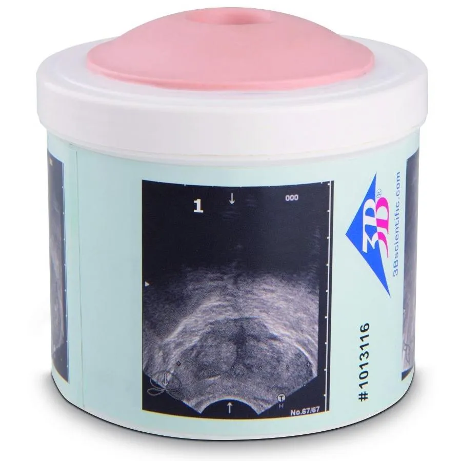 Prostate Examination Trainer, 4 stages