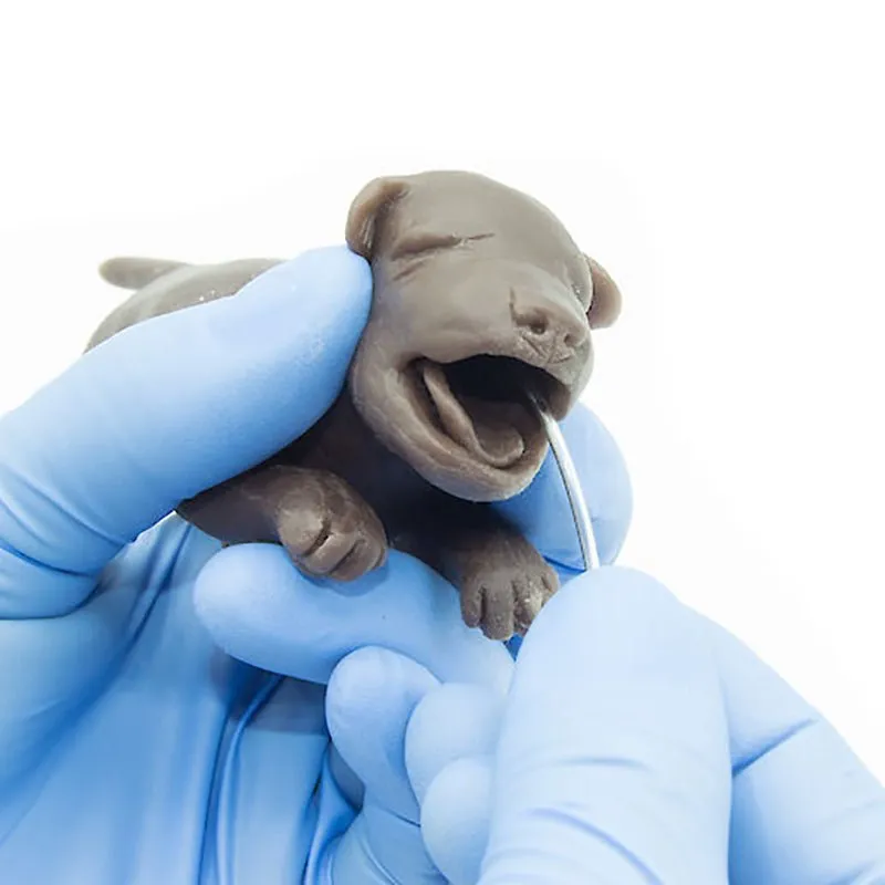 Puppy Trio Set for 'Gynnie'
