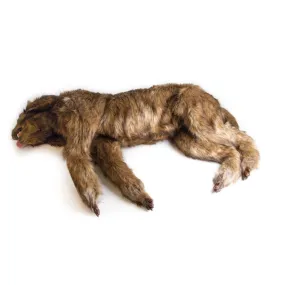 "Rocky" Canine Positioning Manikin