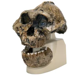 Replica Australopithecus Boisei Skull (KNM-ER 406   Omo L7A-125)