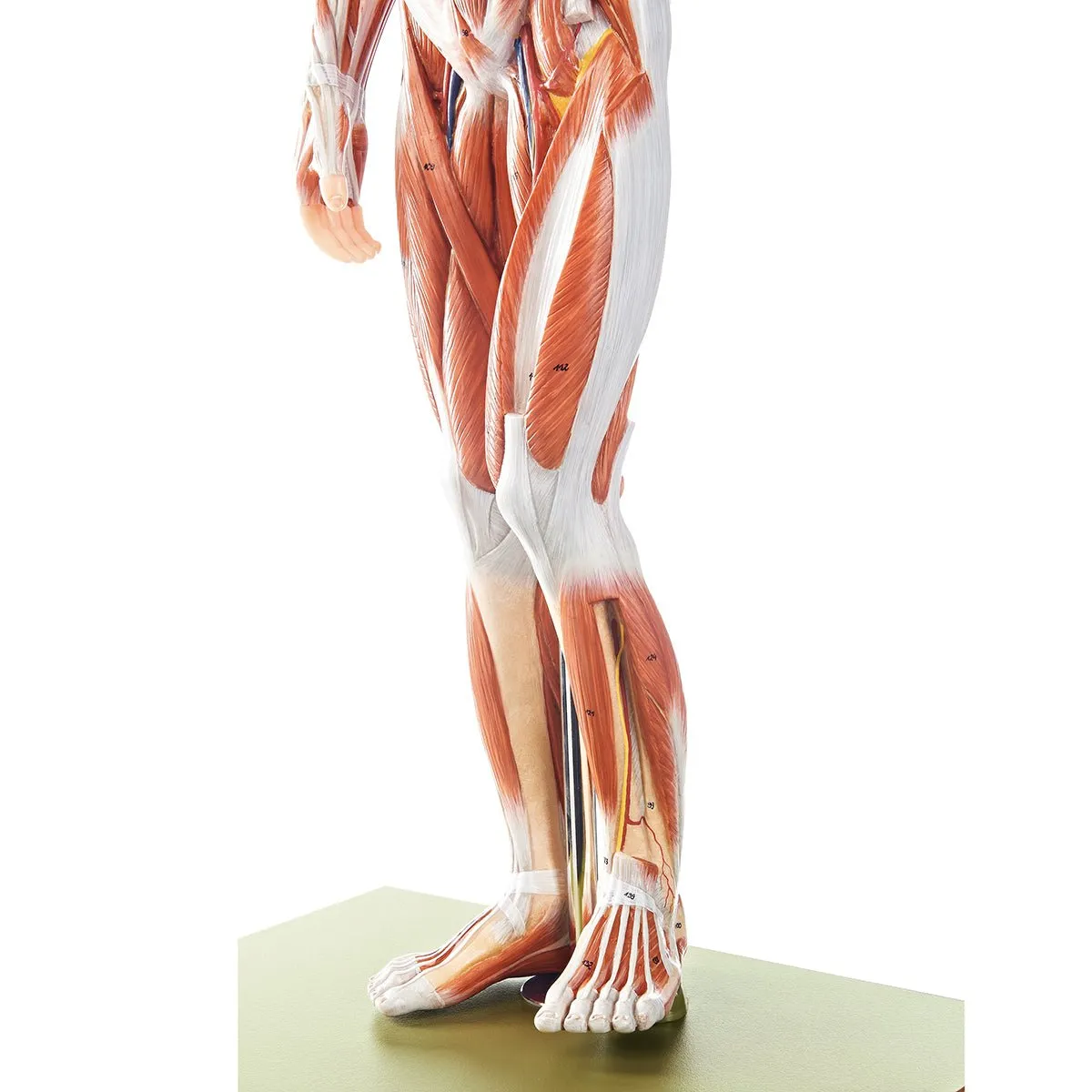 SOMSO Male Muscle Figure Model - Half Life-Size