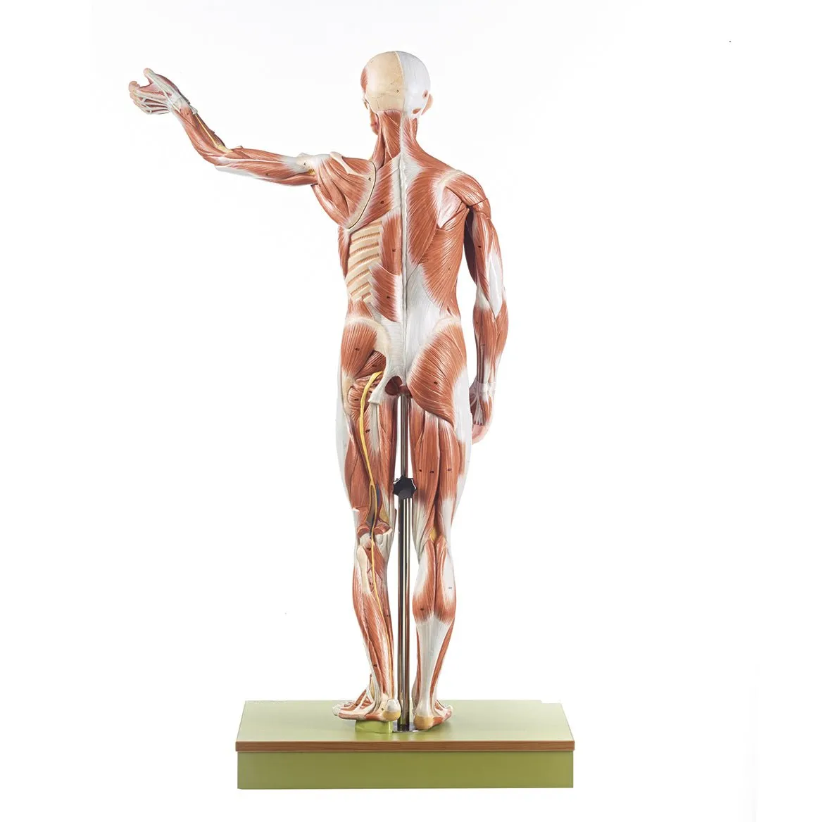 SOMSO Male Muscle Figure Model - Half Life-Size