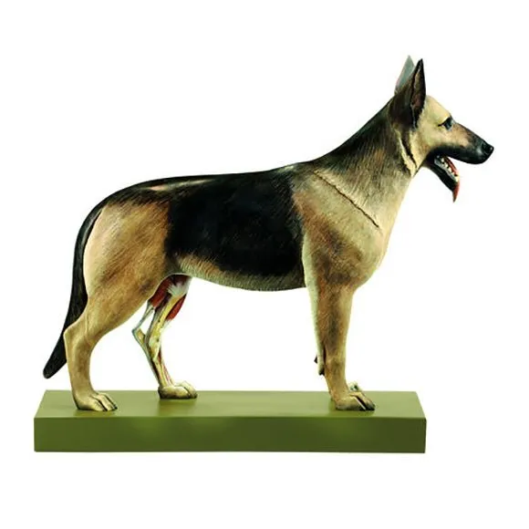 SOMSO Model of a Sheep-Dog