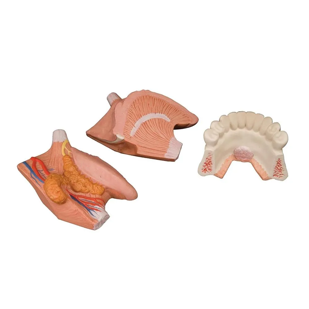 Tongue Model, 2.5 times life-size, 4-part