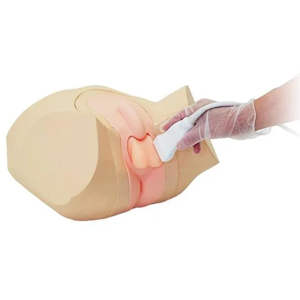 Ultrasound Scrotal Phantom