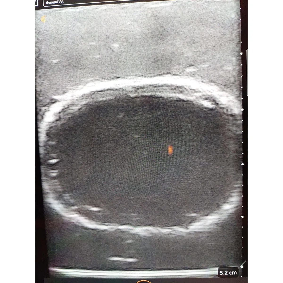 Ultrasound trainer dog bladder