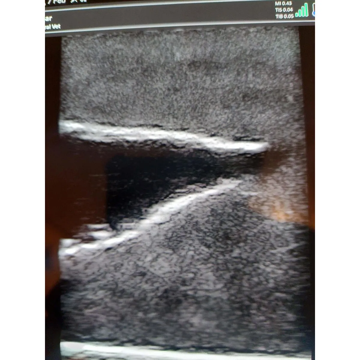 Ultrasound trainer dog bladder