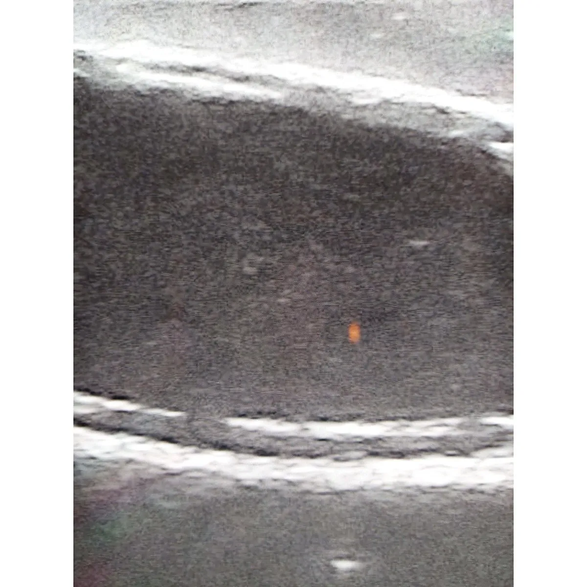 Ultrasound trainer dog bladder