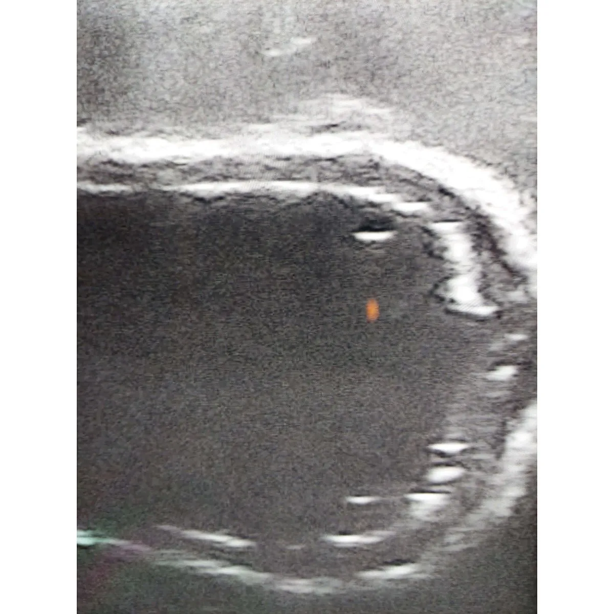 Ultrasound trainer dog bladder