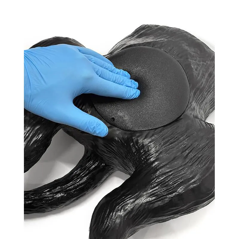 Ultrasound trainer dog bladder