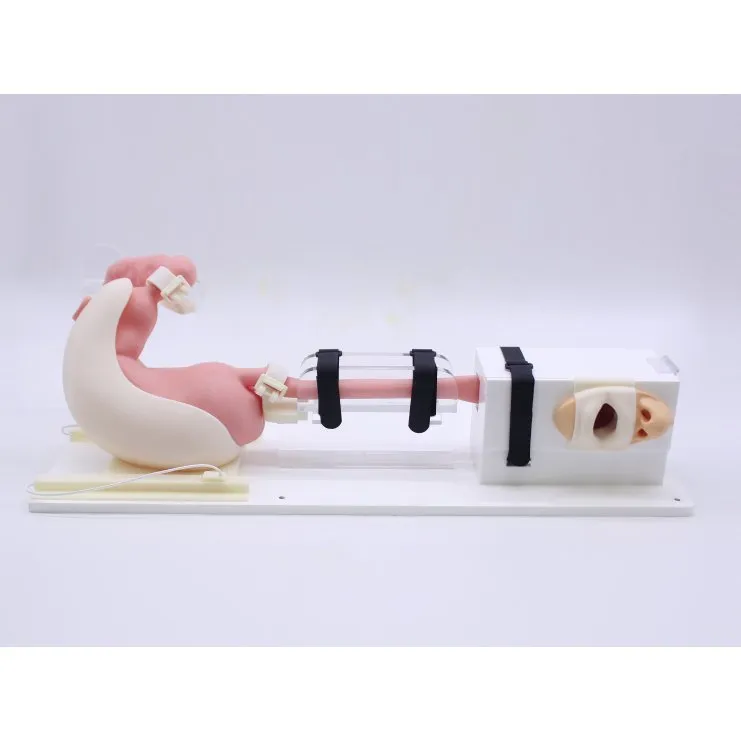 Upper Gastrointestinal Endoscopy Simulator, Advanced